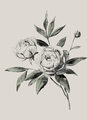 Image Not Available